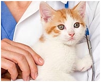 Curtin Veterinary Clinic cat vaccinations