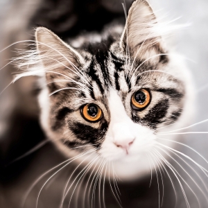 Curtin Veterinary Clinic cat care