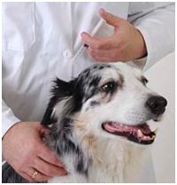 Curtin Veterinary Clinic dog and puppy vaccinations