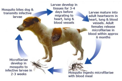 Curtin Veterinary Clinic heartworm is a potentially fatal disease