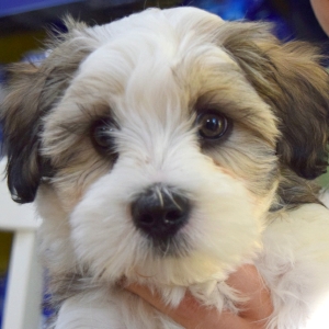 Curtin Veterinary Clinic Canberra puppy preschool
